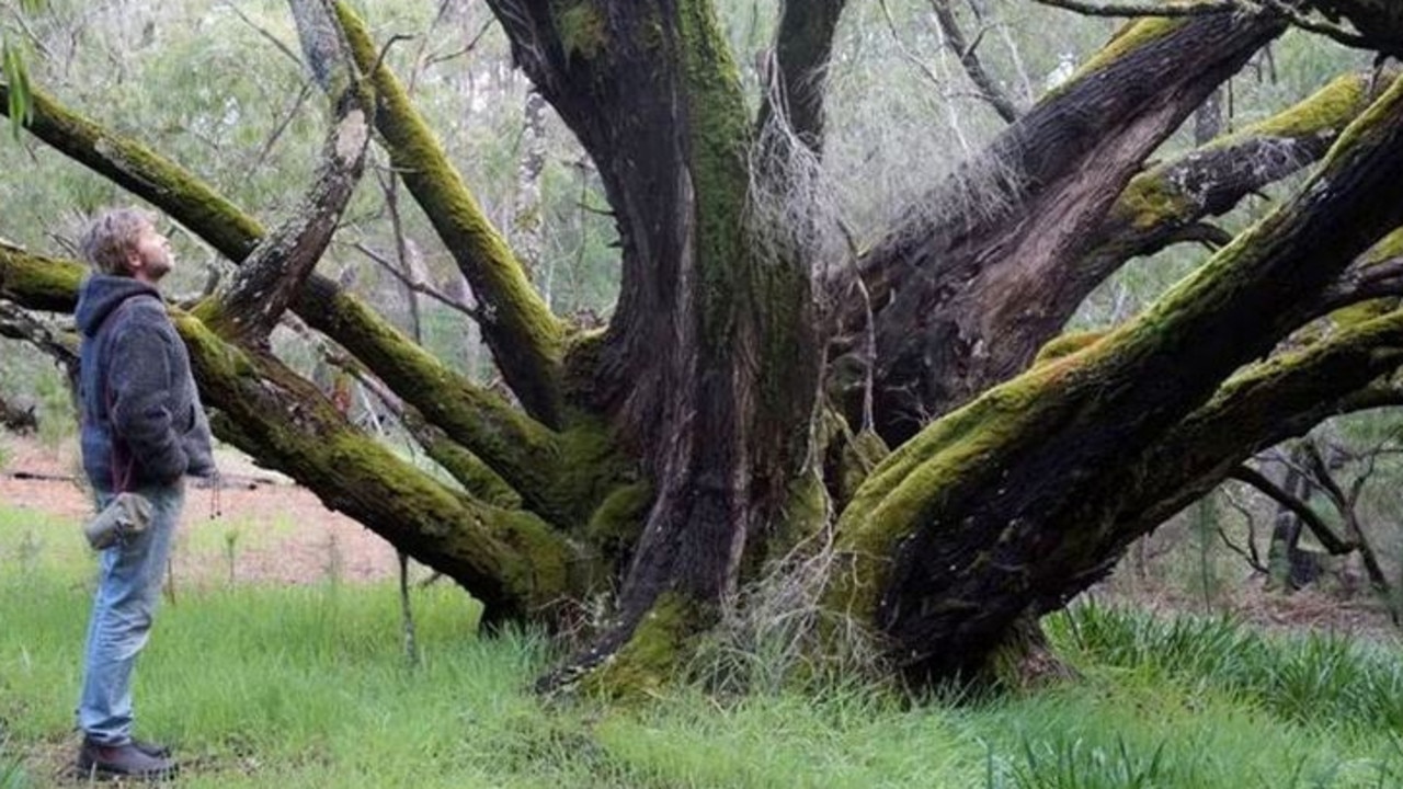 The tree was a popular tourist attraction. Picture: Peter Murphy/ Bob Brown Foundation