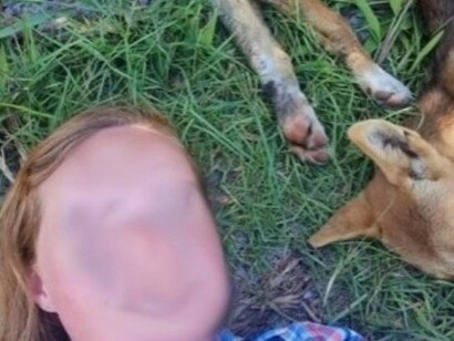 Woman fined $2300 for dingo selfie on K'gari in Queensland