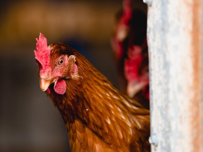 For FARM Trentham Happy HensKirsty Hickey and her family used to run a diary, but have swapped to free-range eggs.Photo by Chloe Smith  Photo by Chloe Smith.