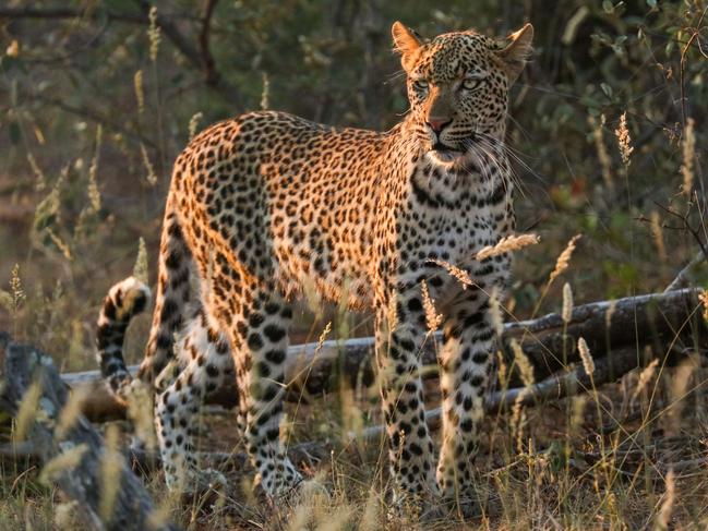 Leopard in the sunset. Steve Irwin’s 13-year-old son Robert demonstrates an exceptional talent behind the lens with a series of candid and close-up images of wildlife in their natural habitats. Picture: Robert Irwin