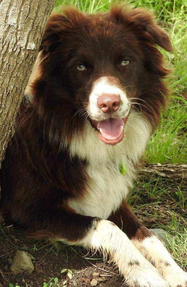 1# Paddy: Deb Brown’s Border Collie from Gympie