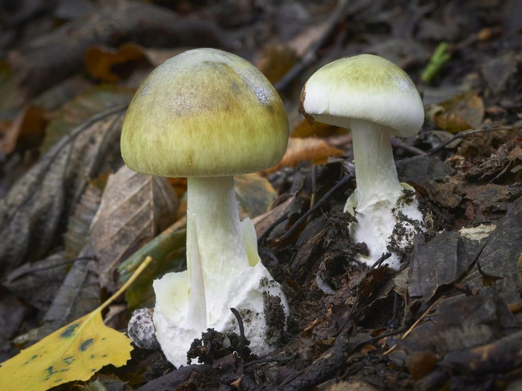 Autumn’s wetter weather in Victoria creates an ideal environment for wild mushrooms, including the infamous death cap.