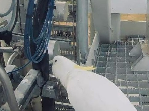 The birds are well known for their mischief picture is cockatoo caught on camera having a nibble on some rocket parts at Gilmour Space Technologies. Photo: Gilmour Space Technologies