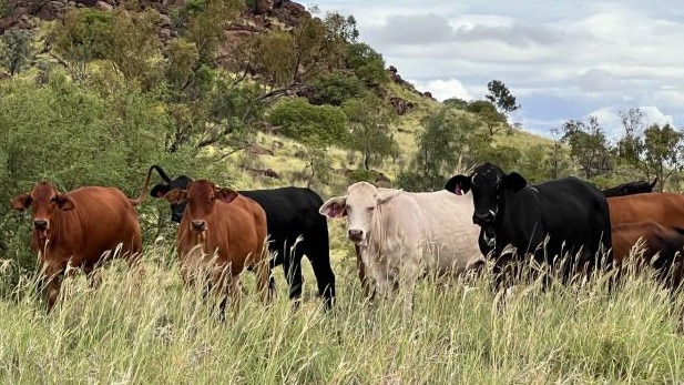 The sprawling cattle station sold for almost $50m. Pic: Stockplace Marketing