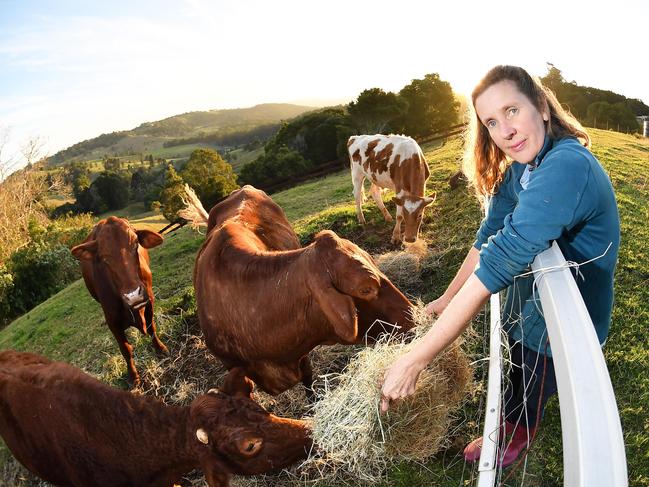 Popular lawyer Anthony Walsgott on the road to recovery after a horror truck crash earlier this month. He is lucky to be alive but his primary concern is not himself but the huge number of cows he looks after. Pictured, Anthony's partner Julianne Watson. Photo Patrick Woods / Sunshine Coast Daily.