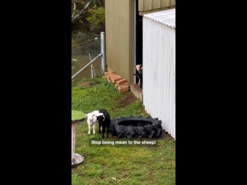 280824_Bully goats love to pick on baby sheep