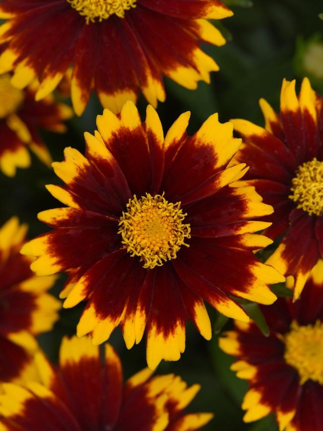 Coreopsis ‘Uptick Red’