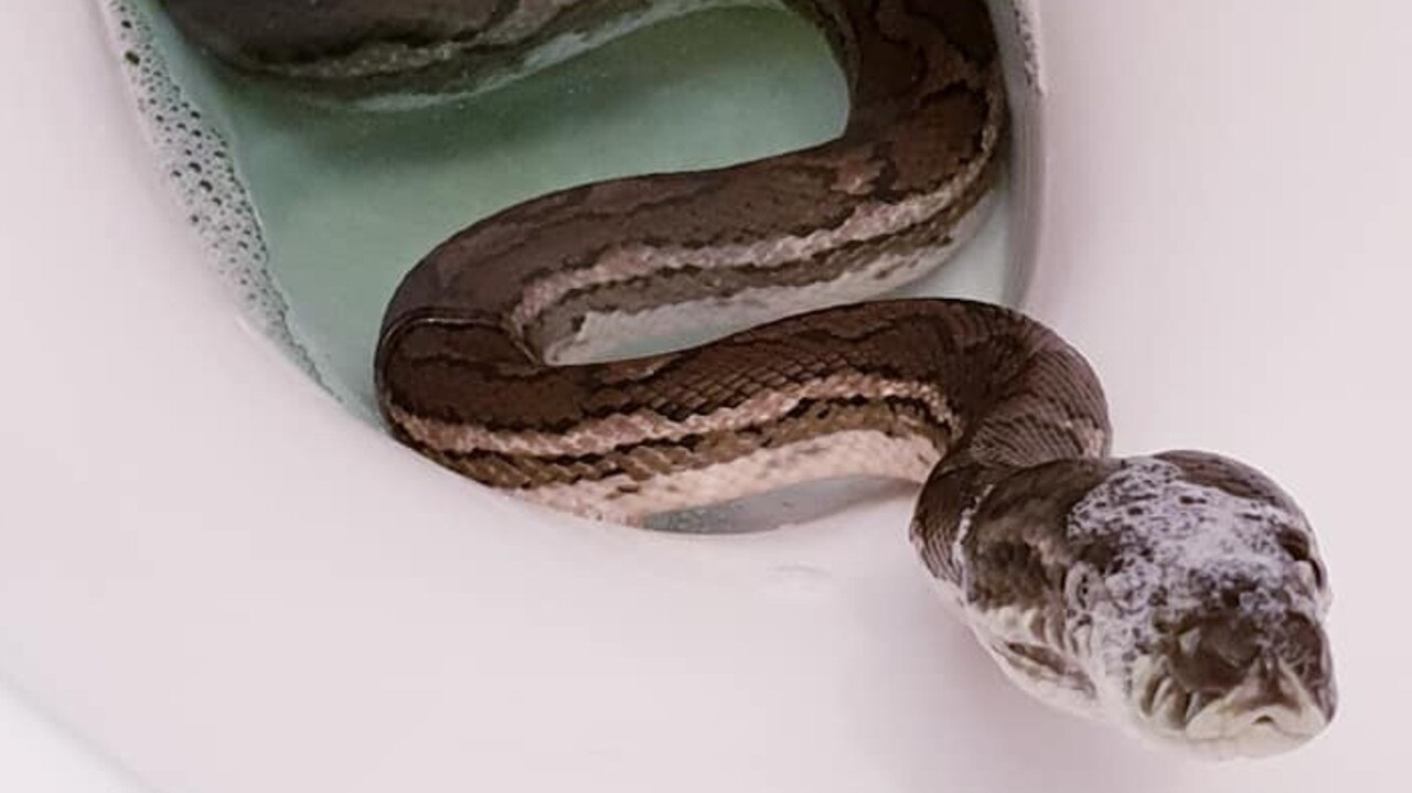 Brisbane Snake Catchers Snakes In Your Home The Courier Mail