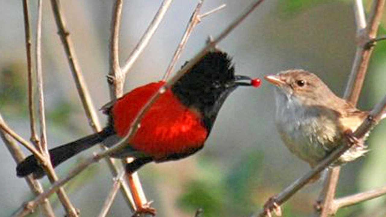 Male red-backed fairy wren offering a female a red berry. Picture: Contributed