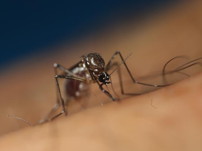 The Aedes aegypti mosquito is originally from Africa but is now found in tropical regions across more than 120 countries. Picture: CSIRO