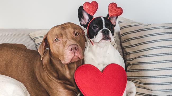 Cute puppy, brown dog and red heart. Beautiful greeting card. Closeup, indoors. Studio shot. Congratulations for family, relatives, loved ones, friends and colleagues. Pets care concept