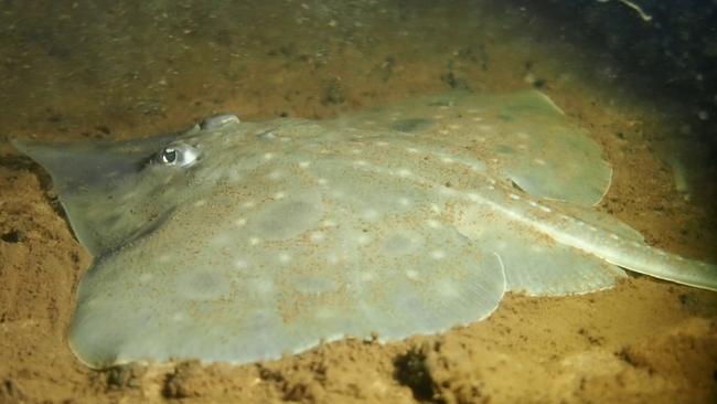 A Maugean skate in Macquarie Harbour.