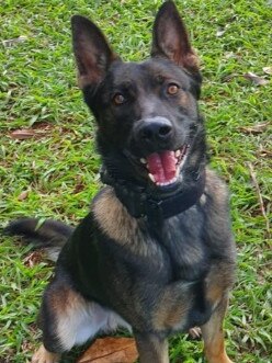 Richmond Police District pooch PD Yogi earned a special shout out for his hard work . CREDIT: Facebook.