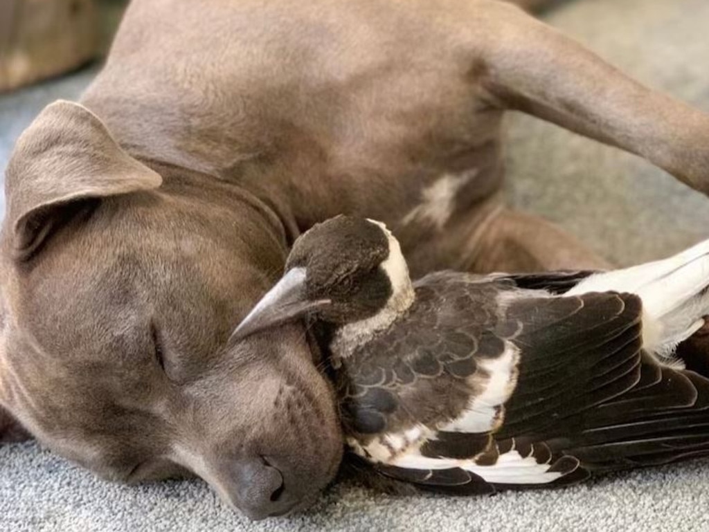 A photo from when Molly and Peggy first met. Picture: Instagram/@peggyandmolly