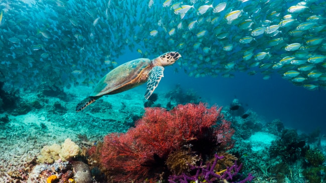 Miracle of Misool: The picturesque island few Australians have heard ...