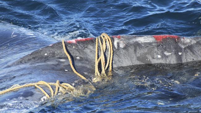 The distressed whale has been injured trying to free itself from the rope. Picture: www.whalewatchingsydney.com.au