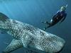 Ningaloo whaleshark festival from May 21 - 24.