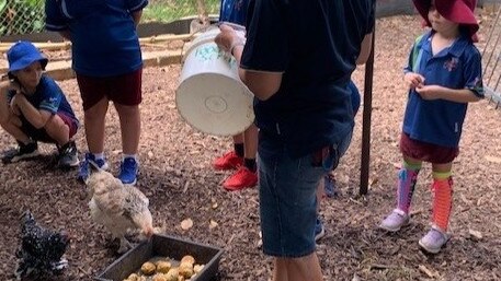 Jingili Primary School’s chickens were part of the school’s Kitchen Garden Program.