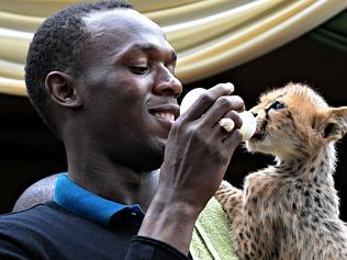 TOPSHOTS World and Olympic sprint champion Usain Bolt feeds a cheetah cub with a bottle at the headquarters of the Kenyan Wil...