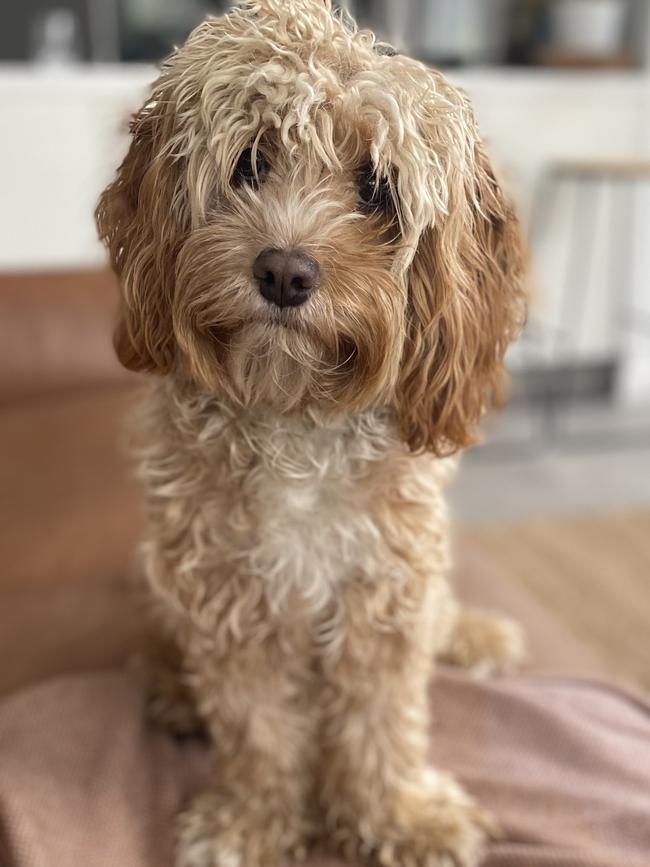 Alfred would have to fit into a Virgin-approved pet carrier. Picture: Supplied