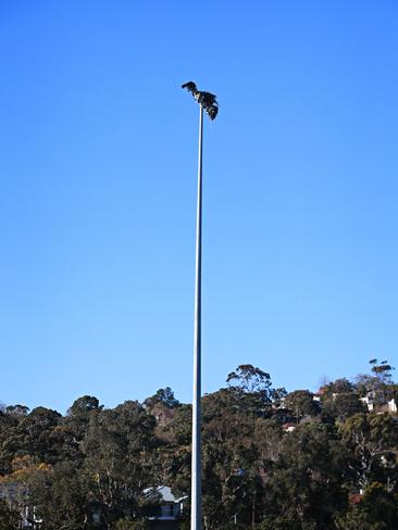 Pair of Ospreys have chosen a lofty spot above sports field for nest ...