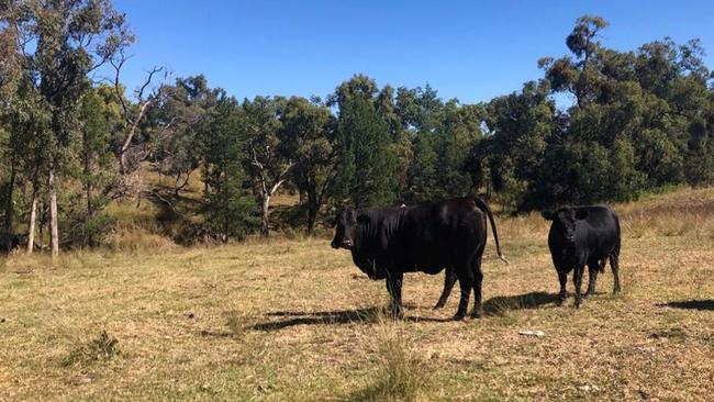 Packhorse Pastoral is looking to buy more properties like Ottley Station for its regenerative agriculture.