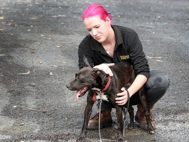 Coco is believed to be the longest impounded animal at SoCares animal care facility at Charmhaven. Picture: Mark Scott