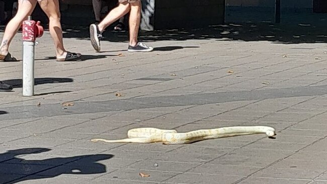 A large python spotted slithering down a street at Port Adelaide. Picture: Facebook