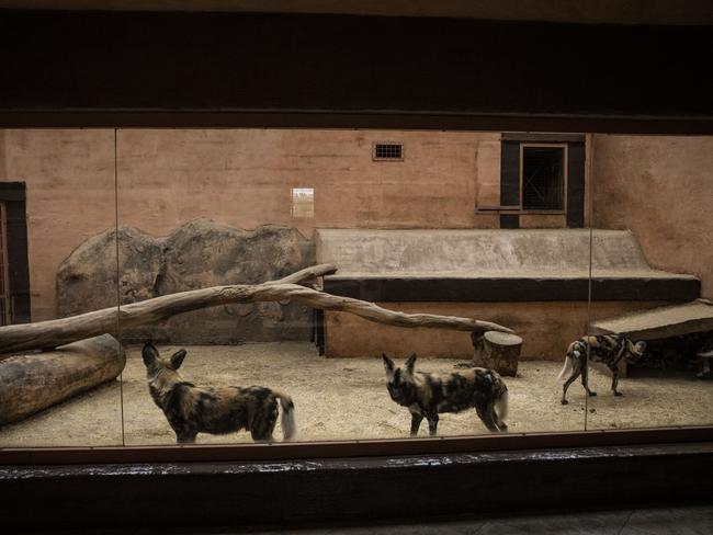 Wild dogs at the zoo. Picture: Getty Images