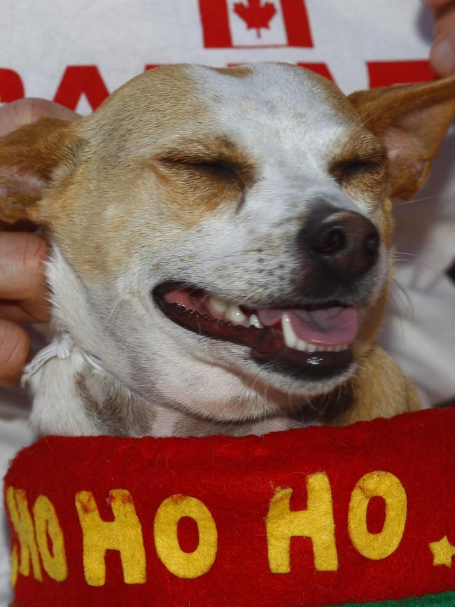 It’s not just humans who enjoy HMAS Watson Carols.