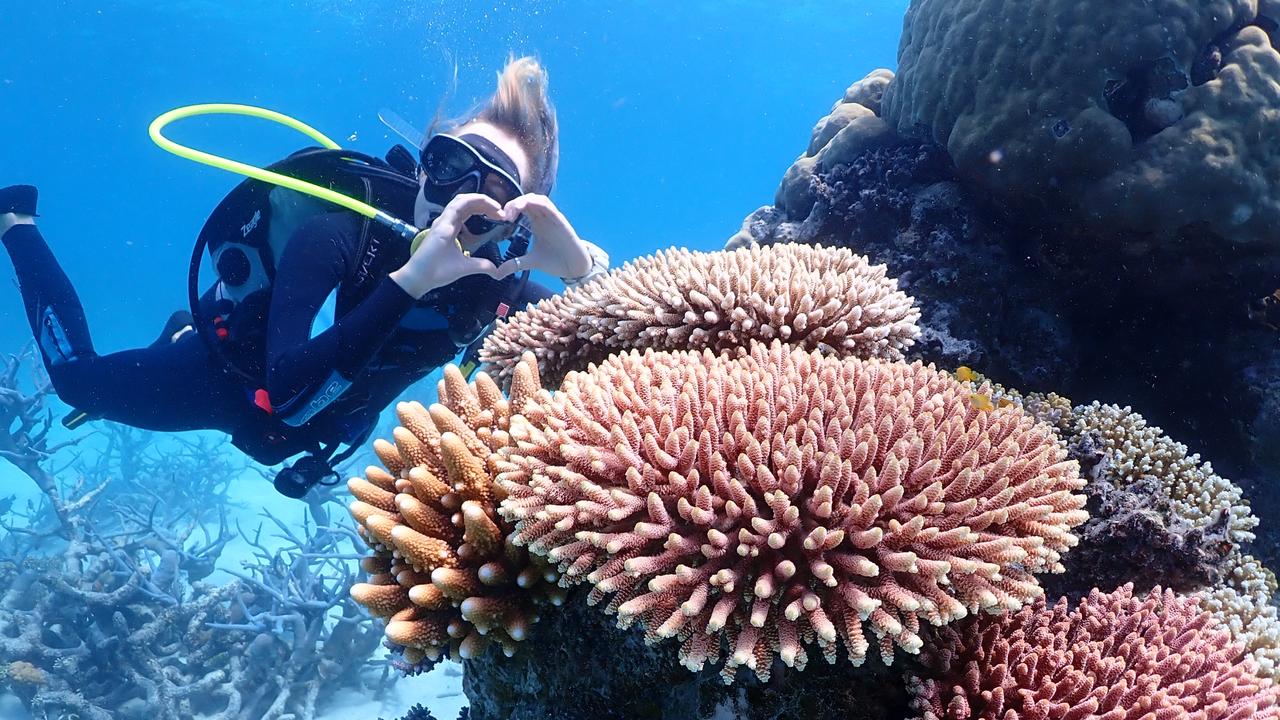 Coral Transplants Restoring Great Barrier Reef The Courier Mail