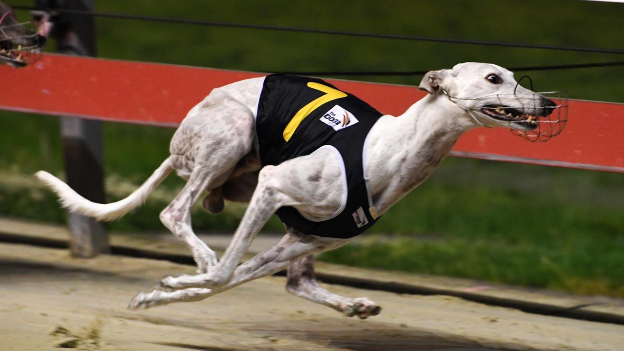 wentworth park dogs tonight