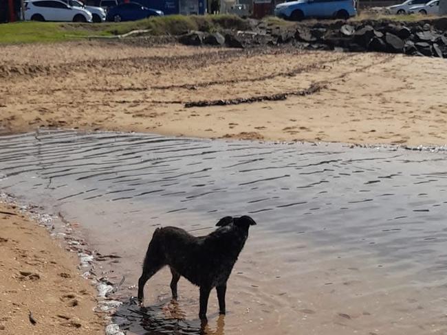 Sam Warne's dog, Nellie, stands in the shallows at Hervey Bay where she was was nearly taken by a hungry bull shark.