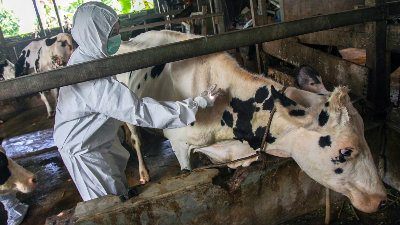 A veterinarian administers a vaccine for foot-and-mouth disease to a cow in Deli Serdang, North Sumatra on June 27, 2022. (Photo by ANDI / AFP)