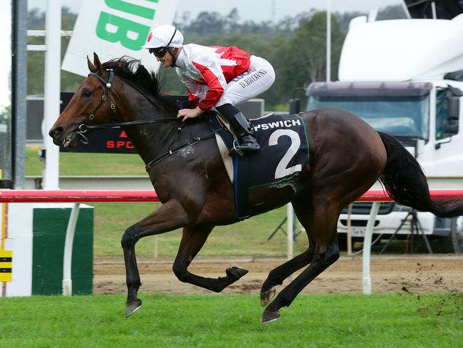 Too strong: the heavily-supported Maurus takes out the Ipswich Cup. Picture: Liam Kidston