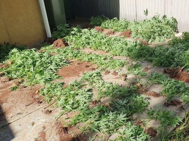 Detectives searched a home in Torrensville and located more than 400 cannabis plants, almost 40kg of dried cannabis and hydroponic equipment. Pic: SAPOL