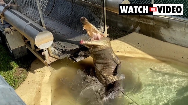 Large crocodile removed from Newell Beach in Far North Queensland