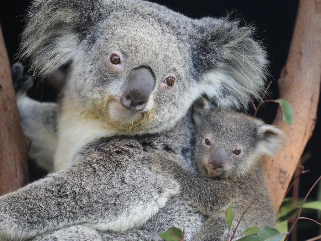 The Koala is set to get the highest possible protection status in NSW. Picture: The Australian Reptile Park