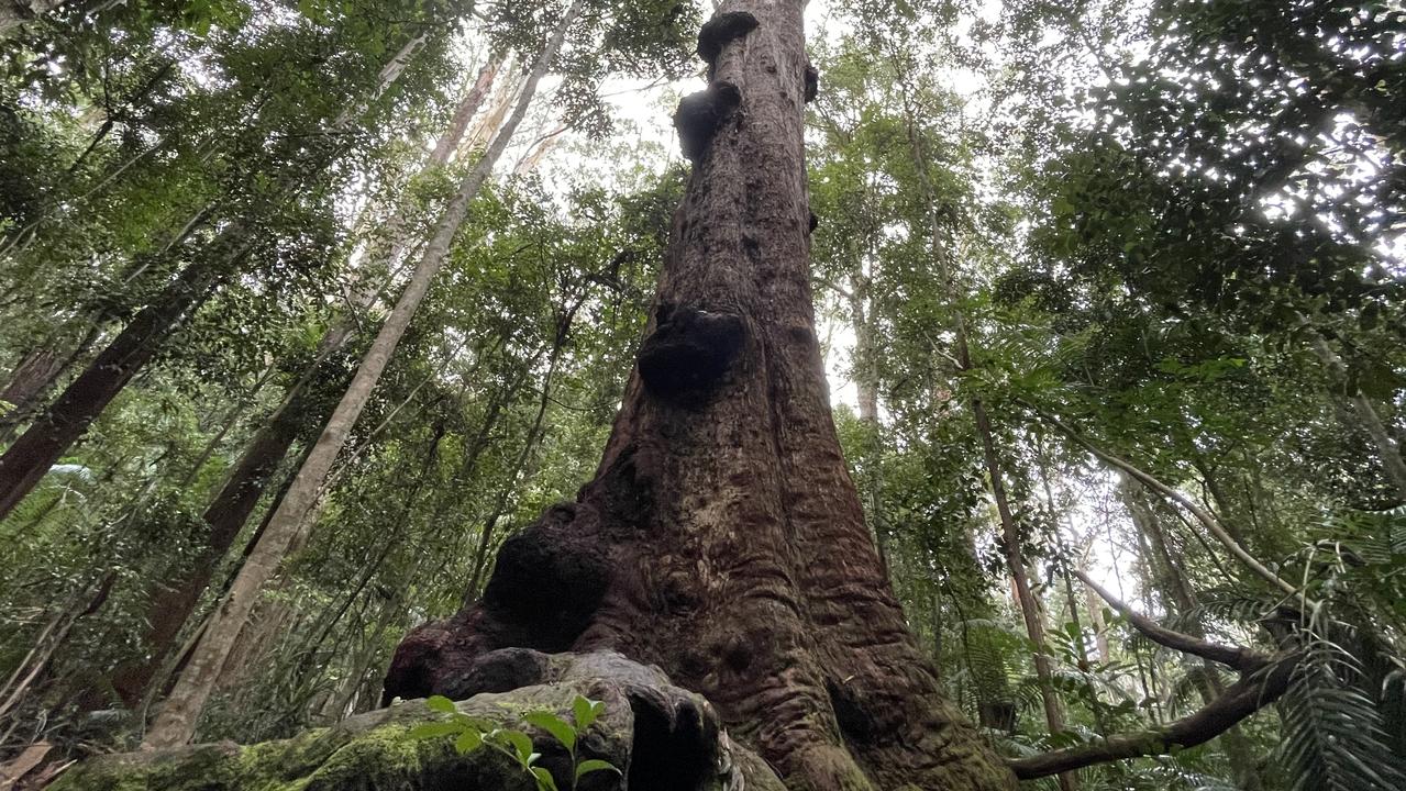 New sources claim William's body is at The Big Bird Tree