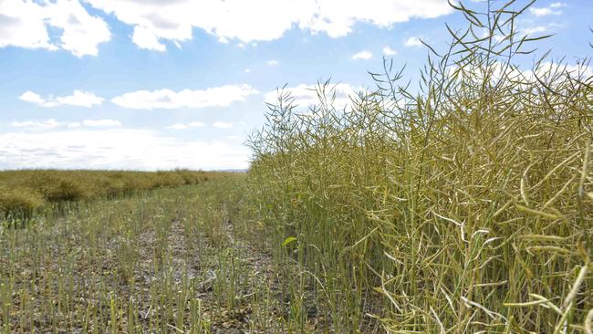 Lentil prices are in play on rumours of India reducing tariffs. Picture: Dannika Bonser