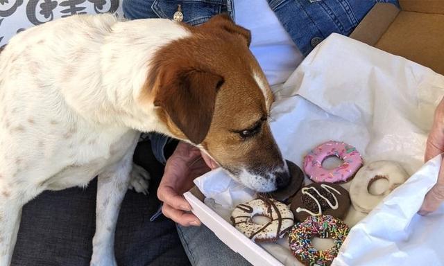 Dog with doughnuts
