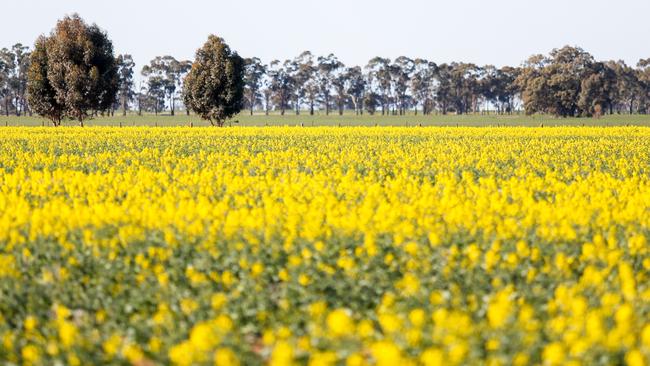 The summer rain has lifted soil moisture profile while removing the seasonal risk for crops like canola. Picture: Chloe Smith