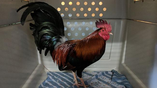 Rspca Queensland Seize 186 Birds In Cockfighting Raids Au — Australias Leading News Site 