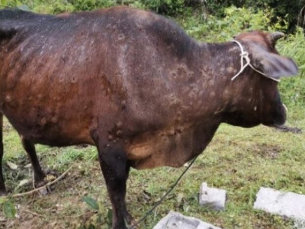 Lumpy skin disease causes production losses in cattle.