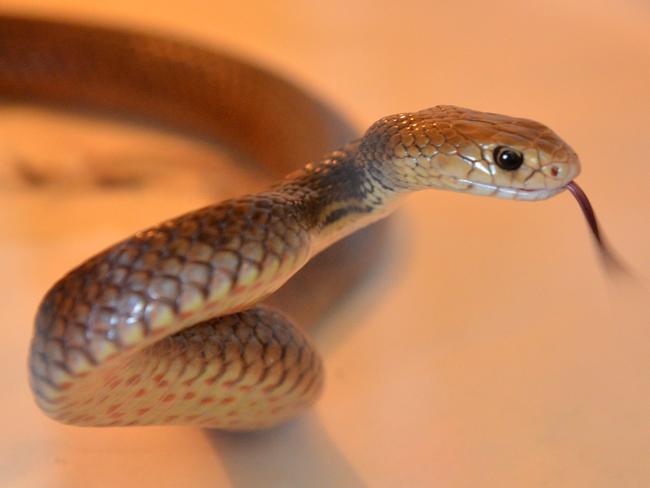 The venom of the eastern brown is one of the most deadly in Australia. Picture: Scottie Simmonds