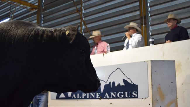Auctioneer Michael Glasser in action at the Alpine Angus and Welcome Swallow Angus autumn offering at Rosewhite. Picture: Jamie-Lee Oldfield