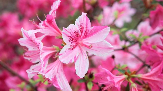 Azaleas provide a wonderful show of colour during spring when they are at their peak. Picture: fstockfoto