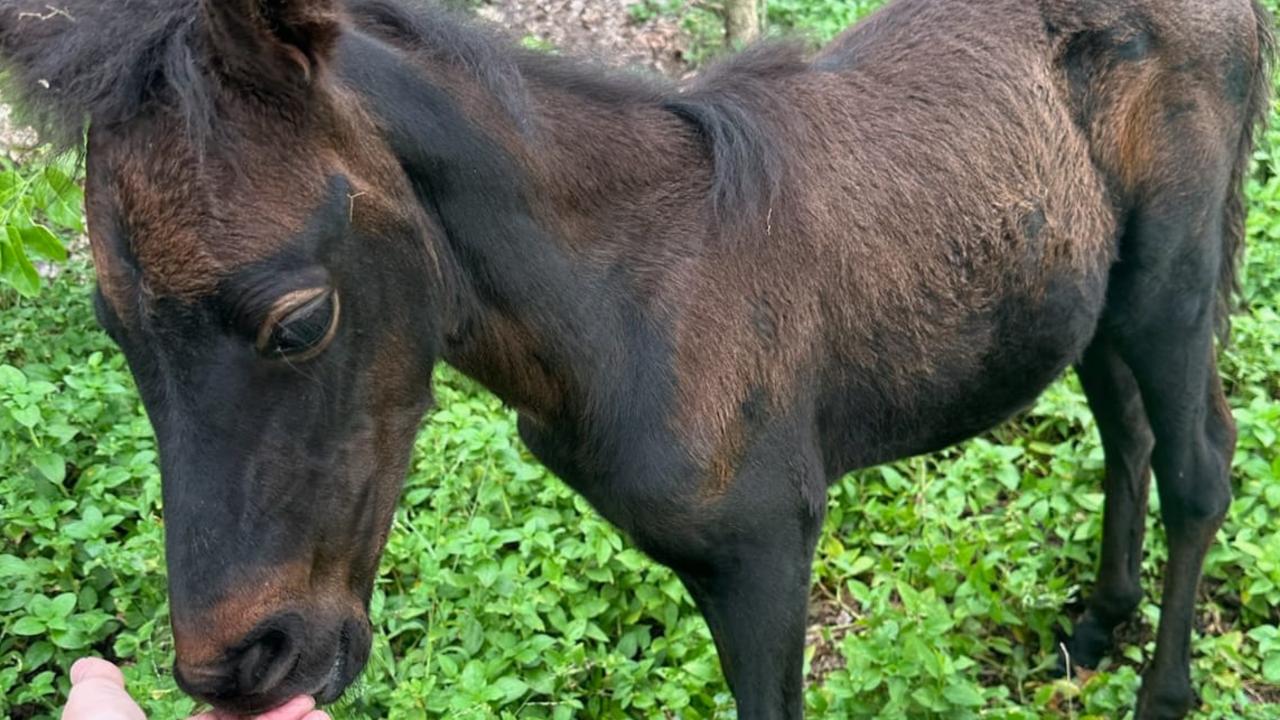 Rescued foal Imijimi is said to be ‘thriving’ in her new home. Picture: Kakadu Air