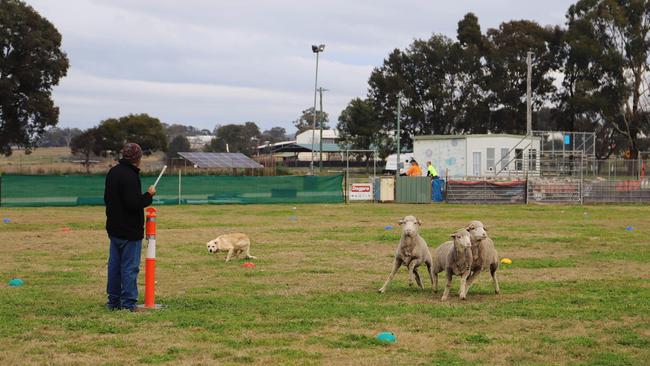 Barry Knight said he had raised his dogs from pups, and had a great bond with his animals (Photo: Zilla Gordon).