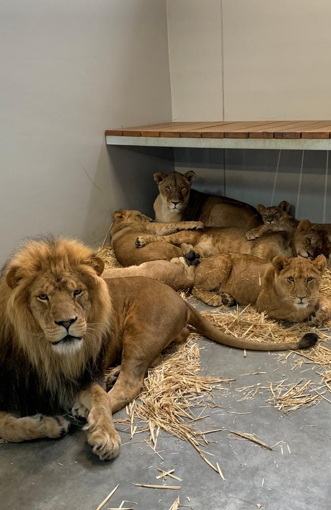 Ato, Lwazi and the cubs are being held in a comfortable back area of their exhibit while the fence is repaired. Picture: Rick Stevens